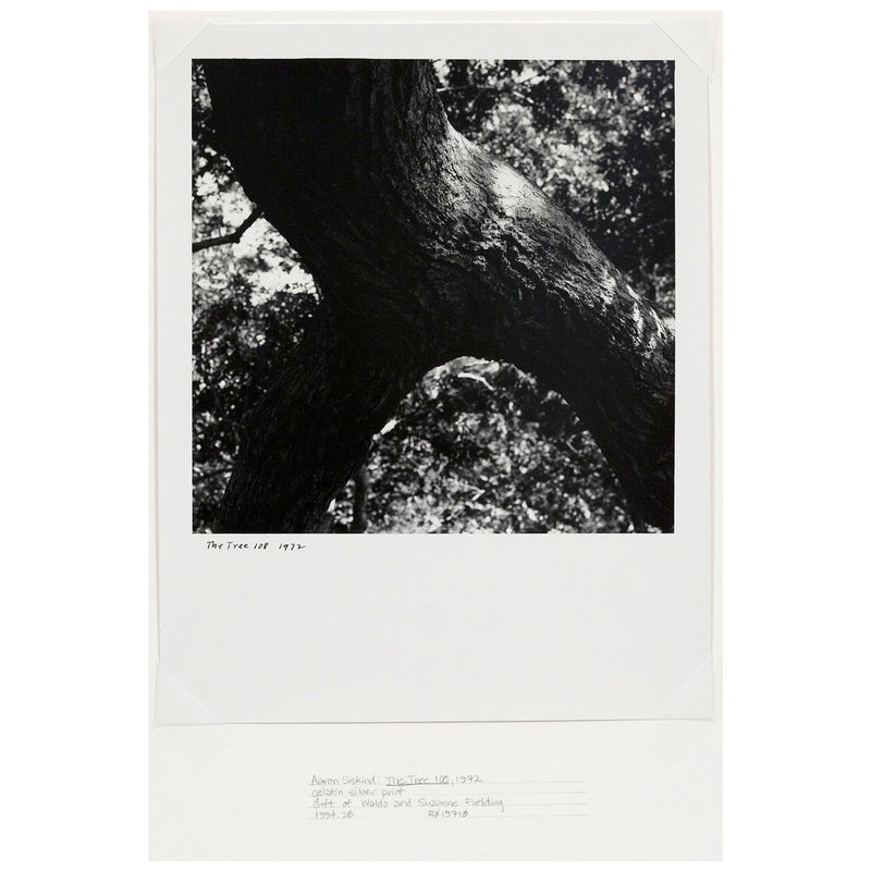 Caviar20 Aaron Siskind The Tree 108 photo