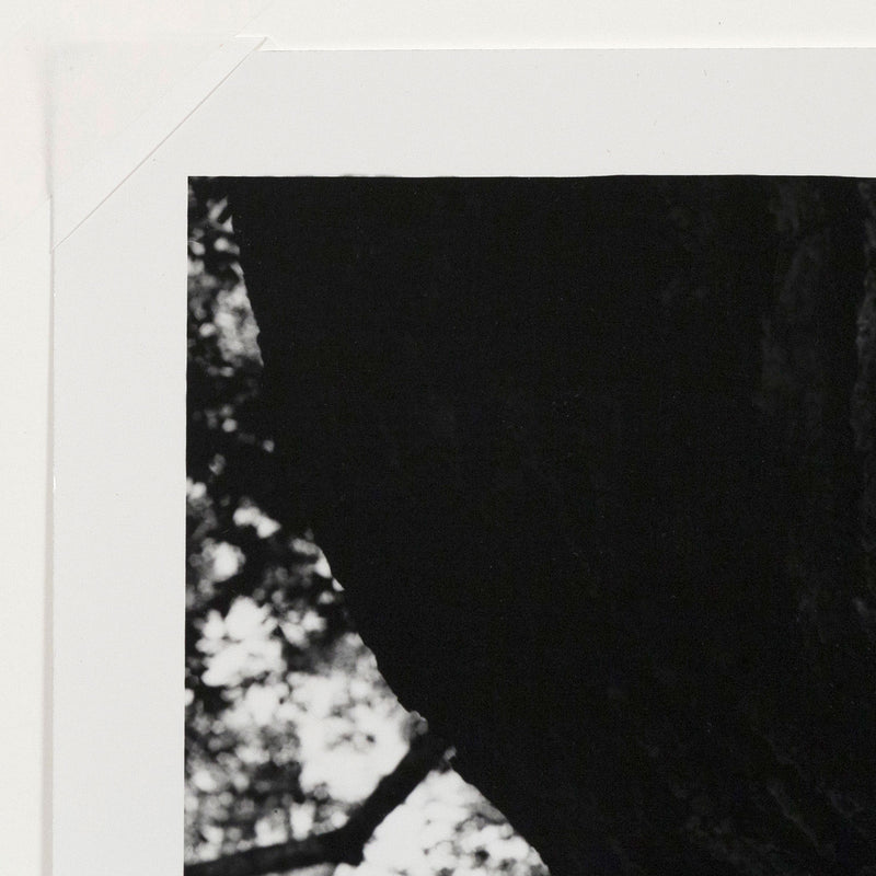 AARON SISKIND "THE TREE" PHOTO, 1972