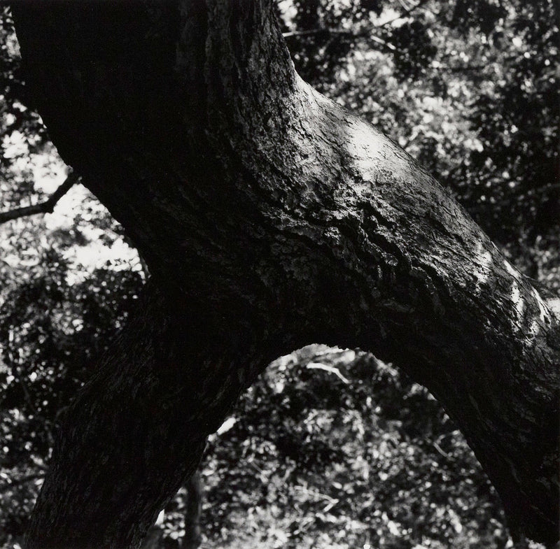 AARON SISKIND "THE TREE" PHOTO, 1972