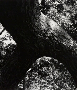 Caviar20 Aaron Siskind The Tree photo