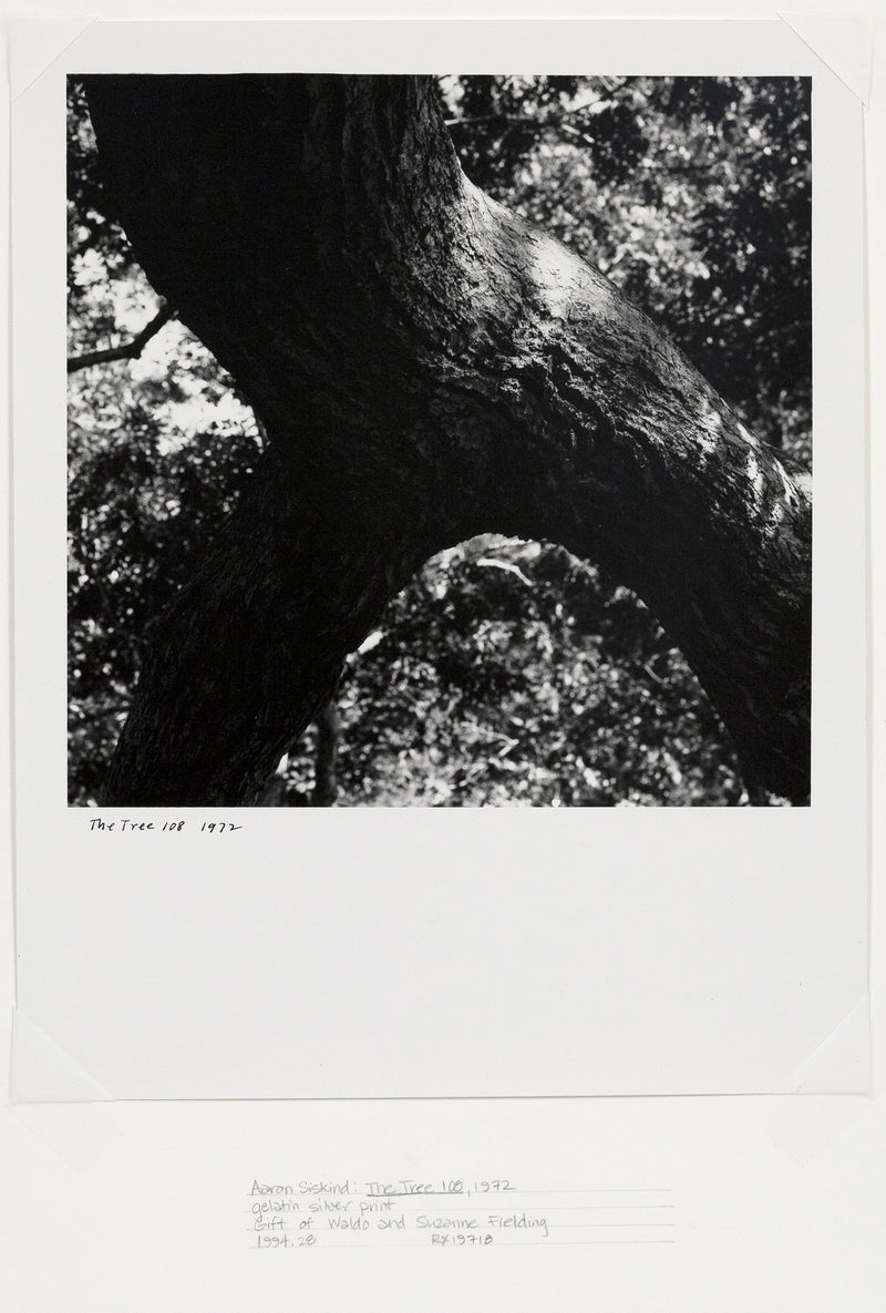 Caviar20 Aaron Siskind The Tree photo