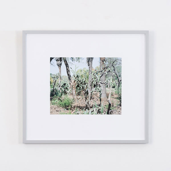 Original Canadian Art, Scott McFarland, “Opuntia Tomentosa”   2006  Digital pigment print  From an edition of 3  Signed in ink, titled, dated by the artist, verso.  13"H 16.25”W (image)  24.5”H 27.25”W (framed)  Excellent condition.