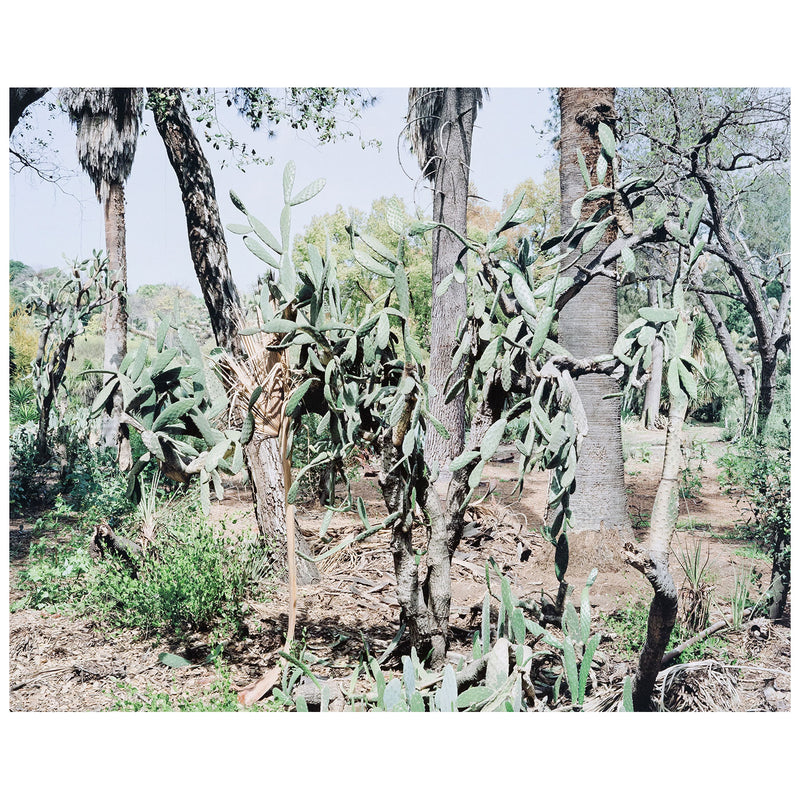 Original Canadian Art, Scott McFarland, “Opuntia Tomentosa”   2006  Digital pigment print  From an edition of 3  Signed in ink, titled, dated by the artist, verso.  13"H 16.25”W (image)  24.5”H 27.25”W (framed)  Excellent condition.