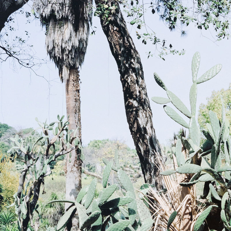 Original Canadian Art, Scott McFarland, “Opuntia Tomentosa”   2006  Digital pigment print  From an edition of 3  Signed in ink, titled, dated by the artist, verso.  13"H 16.25”W (image)  24.5”H 27.25”W (framed)  Excellent condition.