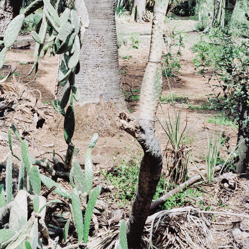 Original Canadian Art, Scott McFarland, “Opuntia Tomentosa”   2006  Digital pigment print  From an edition of 3  Signed in ink, titled, dated by the artist, verso.  13"H 16.25”W (image)  24.5”H 27.25”W (framed)  Excellent condition.