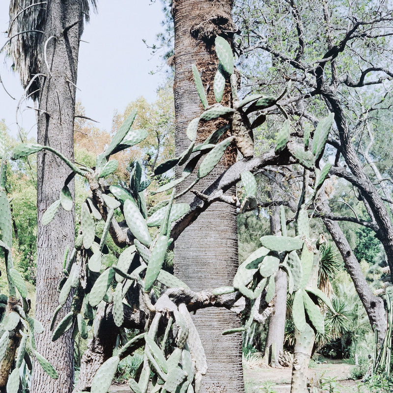 Original Canadian Art, Scott McFarland, “Opuntia Tomentosa”   2006  Digital pigment print  From an edition of 3  Signed in ink, titled, dated by the artist, verso.  13"H 16.25”W (image)  24.5”H 27.25”W (framed)  Excellent condition.
