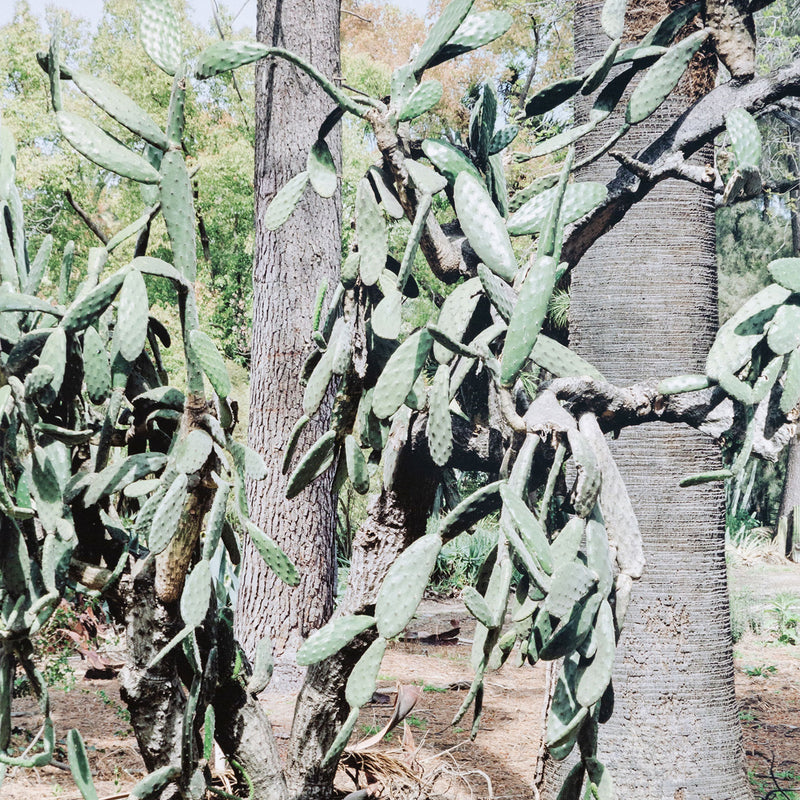Original Canadian Art, Scott McFarland, “Opuntia Tomentosa”   2006  Digital pigment print  From an edition of 3  Signed in ink, titled, dated by the artist, verso.  13"H 16.25”W (image)  24.5”H 27.25”W (framed)  Excellent condition.