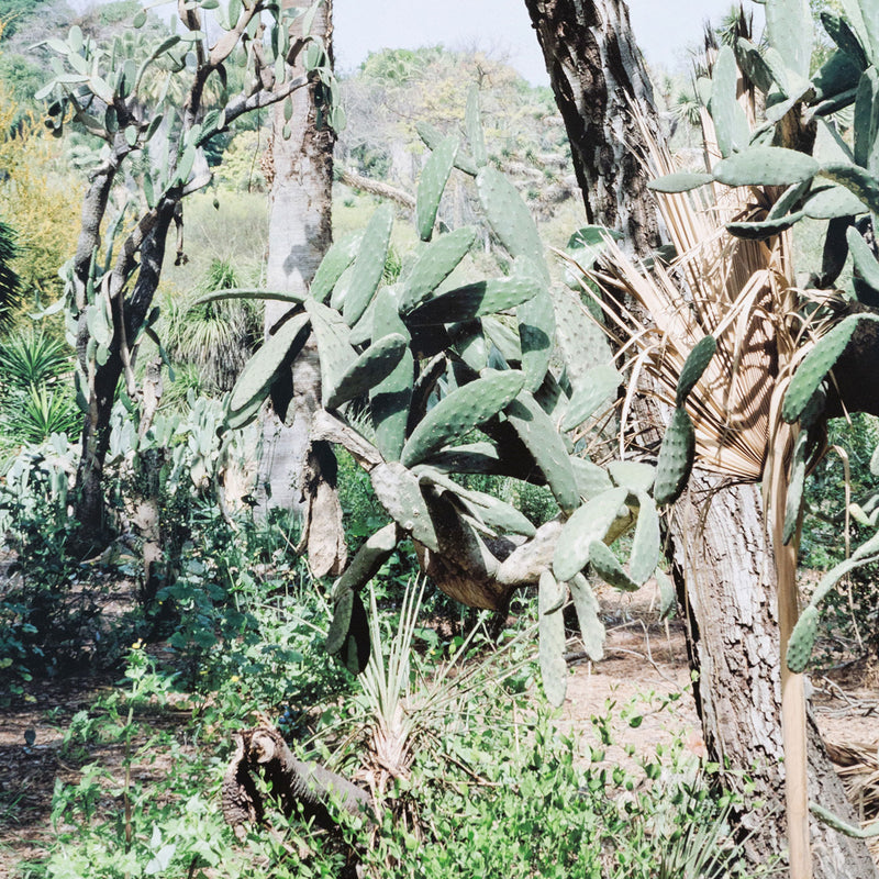 Original Canadian Art, Scott McFarland, “Opuntia Tomentosa”   2006  Digital pigment print  From an edition of 3  Signed in ink, titled, dated by the artist, verso.  13"H 16.25”W (image)  24.5”H 27.25”W (framed)  Excellent condition.