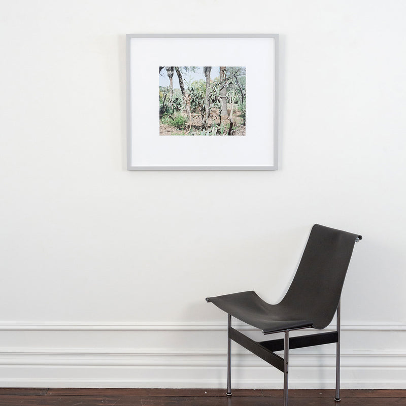 Original Canadian Art, Scott McFarland, “Opuntia Tomentosa”   2006  Digital pigment print  From an edition of 3  Signed in ink, titled, dated by the artist, verso.  13"H 16.25”W (image)  24.5”H 27.25”W (framed)  Excellent condition.