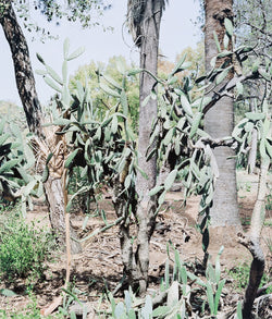 Original Canadian Art, Scott McFarland, “Opuntia Tomentosa”   2006  Digital pigment print  From an edition of 3  Signed in ink, titled, dated by the artist, verso.  13"H 16.25”W (image)  24.5”H 27.25”W (framed)  Excellent condition.