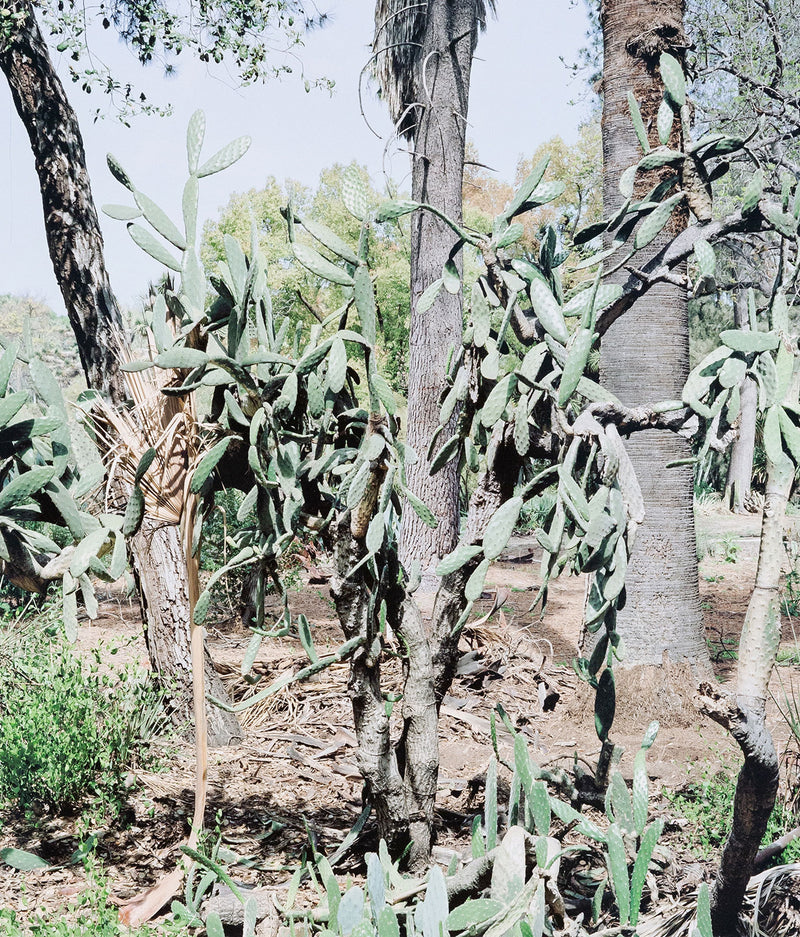 Original Canadian Art, Scott McFarland, “Opuntia Tomentosa”   2006  Digital pigment print  From an edition of 3  Signed in ink, titled, dated by the artist, verso.  13"H 16.25”W (image)  24.5”H 27.25”W (framed)  Excellent condition.
