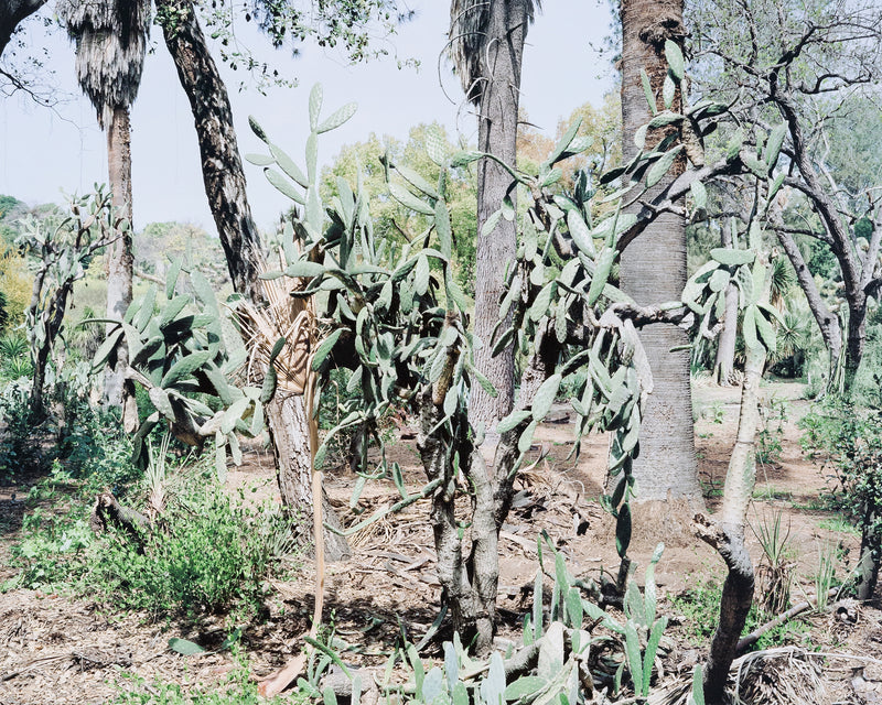 Original Canadian Art, Scott McFarland, “Opuntia Tomentosa”   2006  Digital pigment print  From an edition of 3  Signed in ink, titled, dated by the artist, verso.  13"H 16.25”W (image)  24.5”H 27.25”W (framed)  Excellent condition.