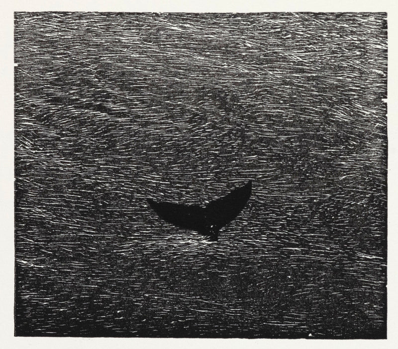 Bradford Morrow Bestiary Vija Celmins