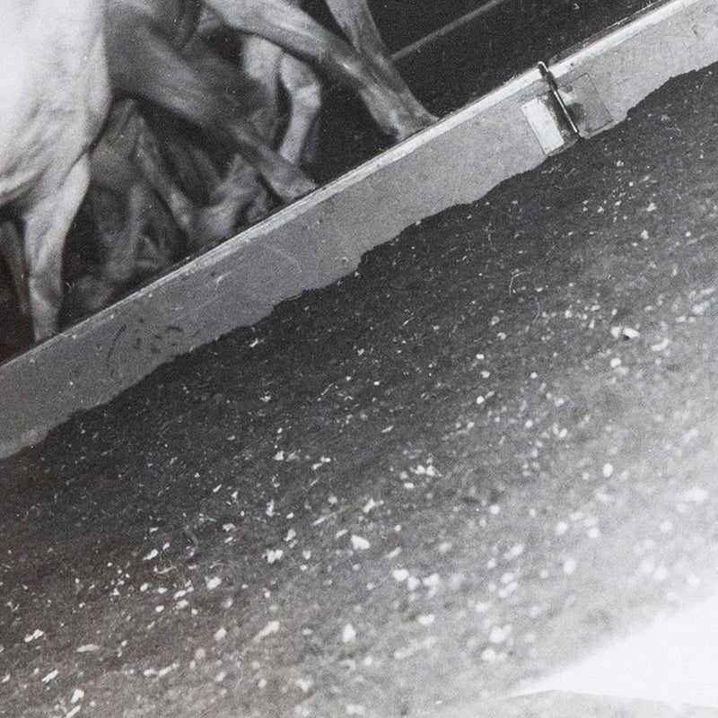 Weegee, black and white photograph, Horses, Circus, 1948