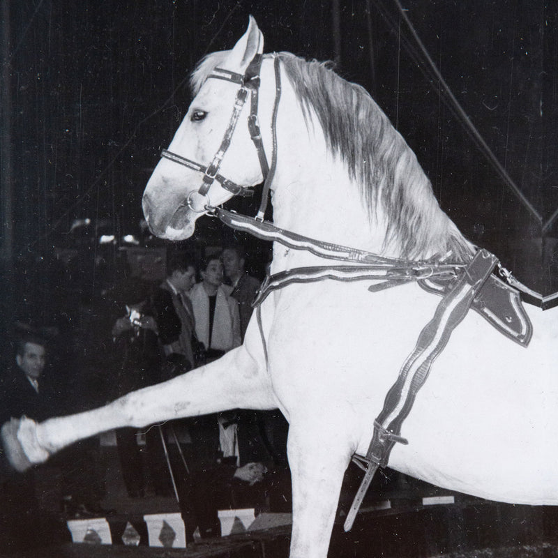 Weegee, black and white photograph, Horses, Circus, 1948