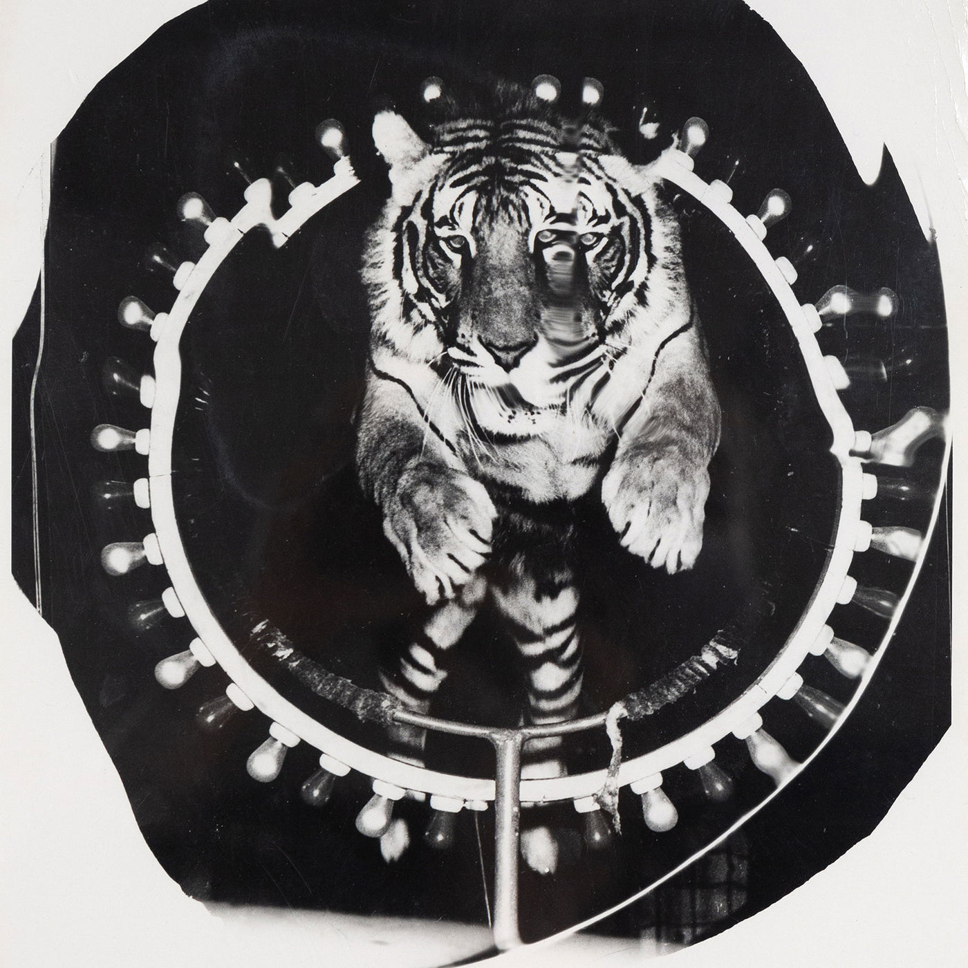 絵画 Tiger Tiger in Landscape (one of a pair) | All Works | The MFAH Collections