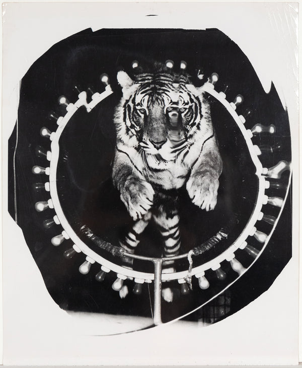 Weegee, Jumping Tiger, Silver Gelatin Print, c.1950, Caviar20