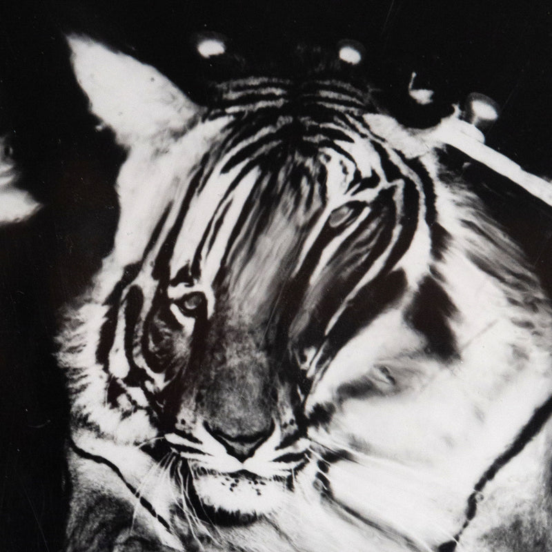 Weegee, Jumping Tiger, Silver Gelatin Print, c.1950, Caviar20