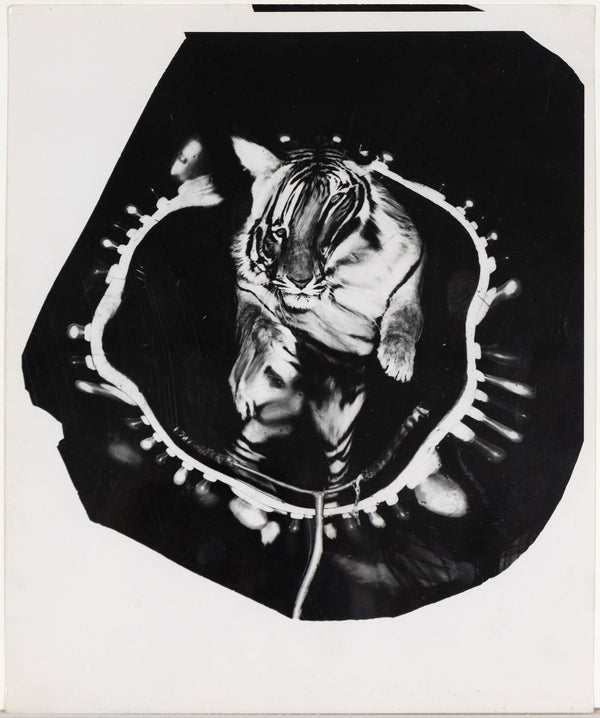 Weegee, Jumping Tiger, Silver Gelatin Print, c.1950, Caviar20