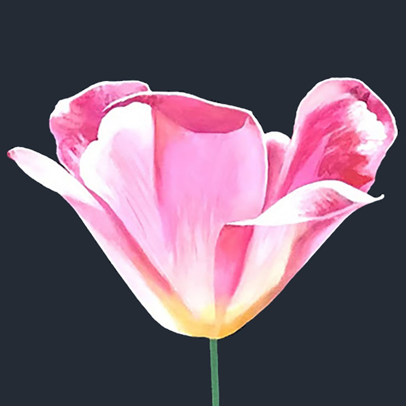 CHARLES PACHTER "PINK TULIP" ACRYLIC ON CANVAS, 2021