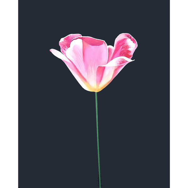 CHARLES PACHTER "PINK TULIP" ACRYLIC ON CANVAS, 2021