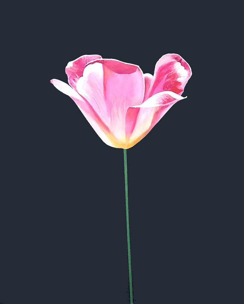 CHARLES PACHTER "PINK TULIP" ACRYLIC ON CANVAS, 2021