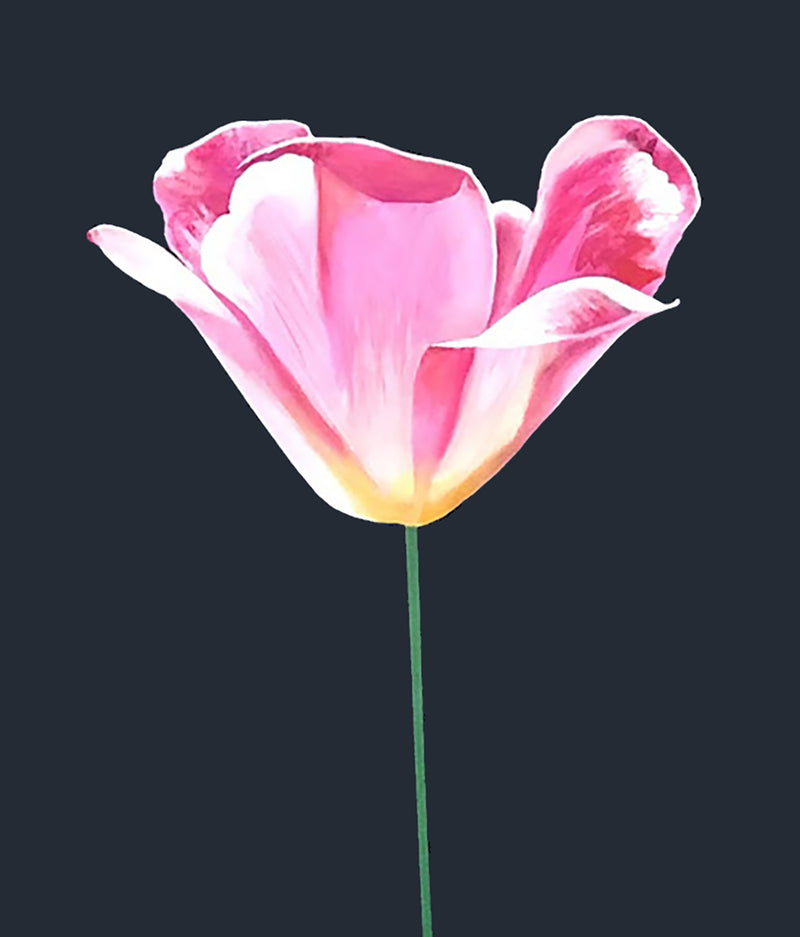 CHARLES PACHTER "PINK TULIP" ACRYLIC ON CANVAS, 2021
